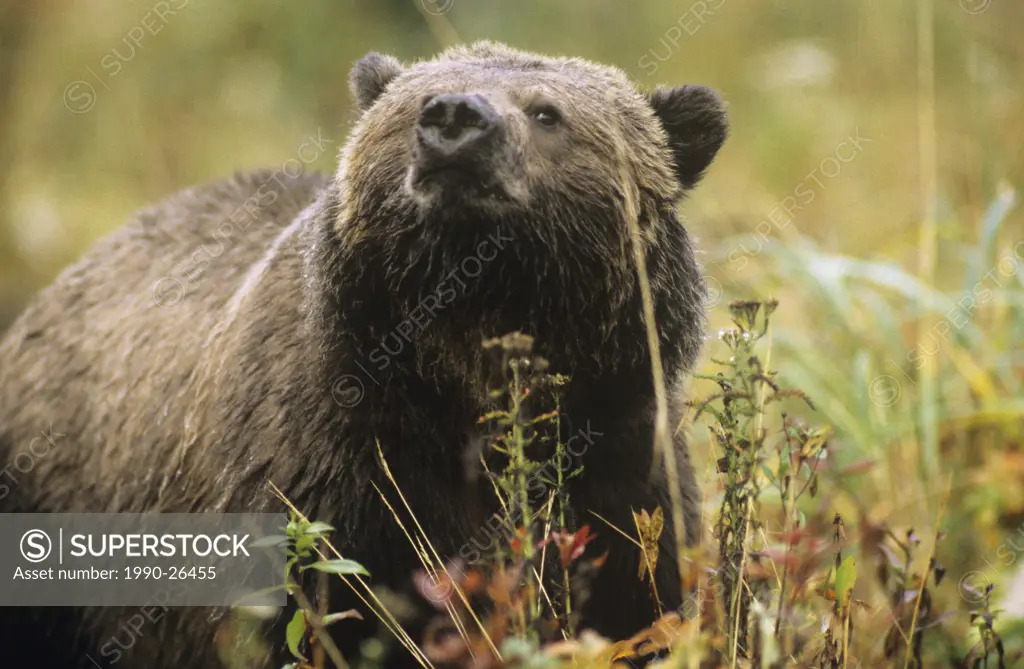 Coastal grizzly bear Ursus arctos horribilis,Great Bear Rainforest, British Columbia, Canada