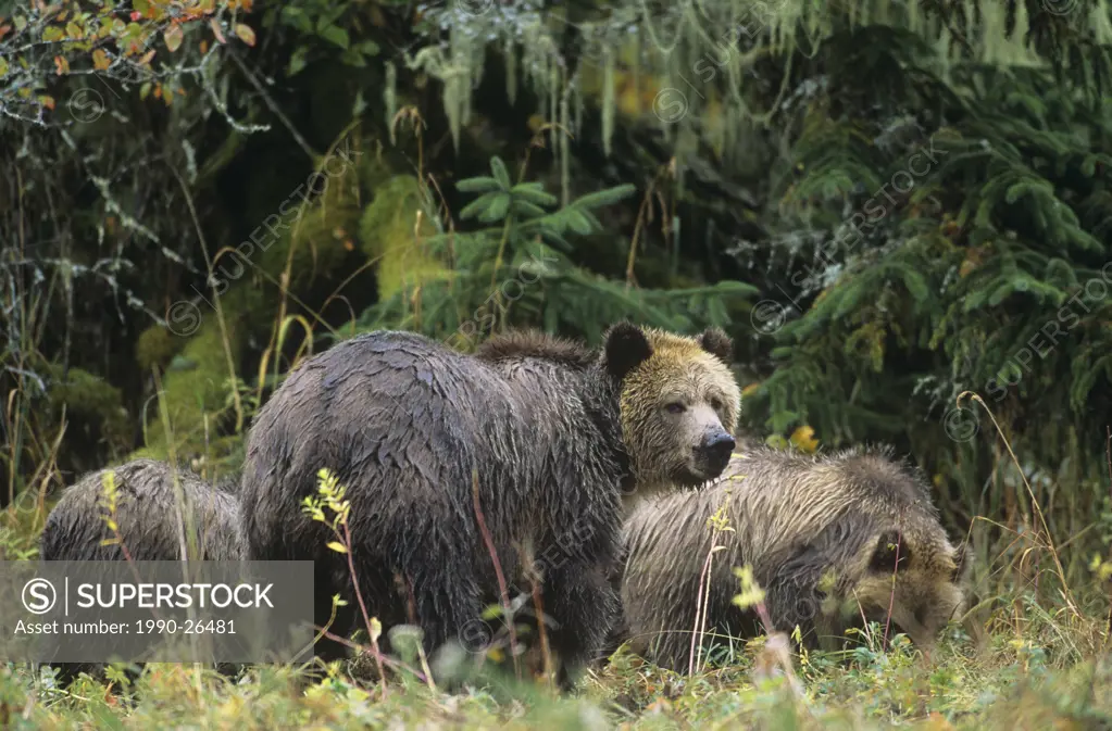 Coastal grizzly bear Ursus arctos horribilis, Great Bear Rainforest, British Columbia, Canada