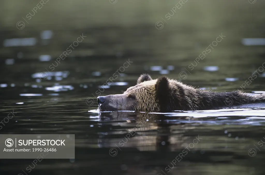Swimming grizzly bear Ursus arctos horribilis, British Columbia, Canada