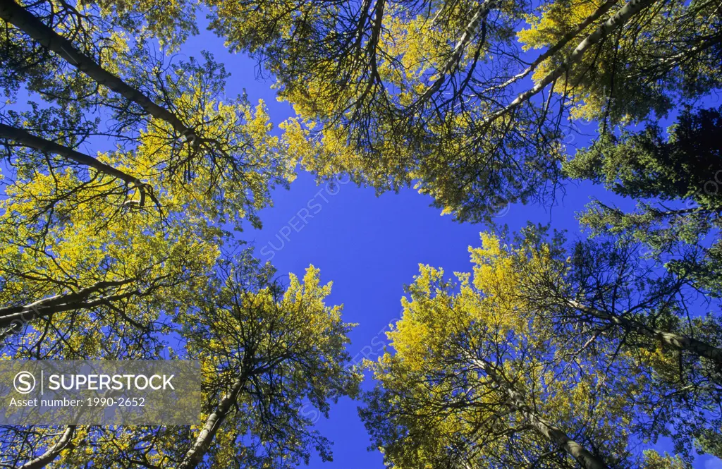 Aspen canopy in fall colours, Canada