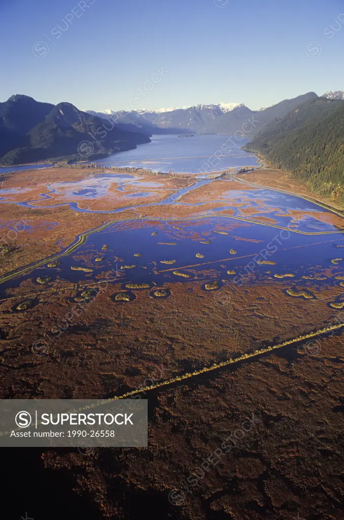 Aerial of Cranberries in the Pitt River, Fraser Valley, British Columbia, Canada