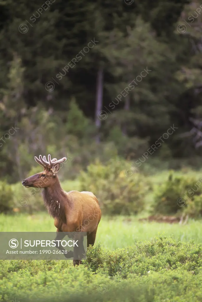 A bull Roosevelt Elk, Vancouver Island, British Columbia, Canada