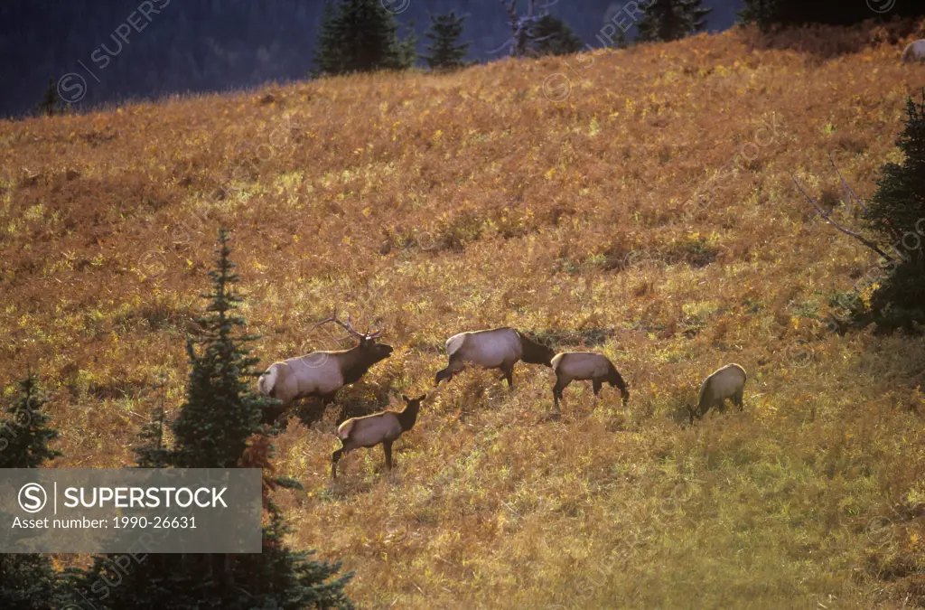 A herd of Roosevelt Elk at sunset, British Columbia, Canada