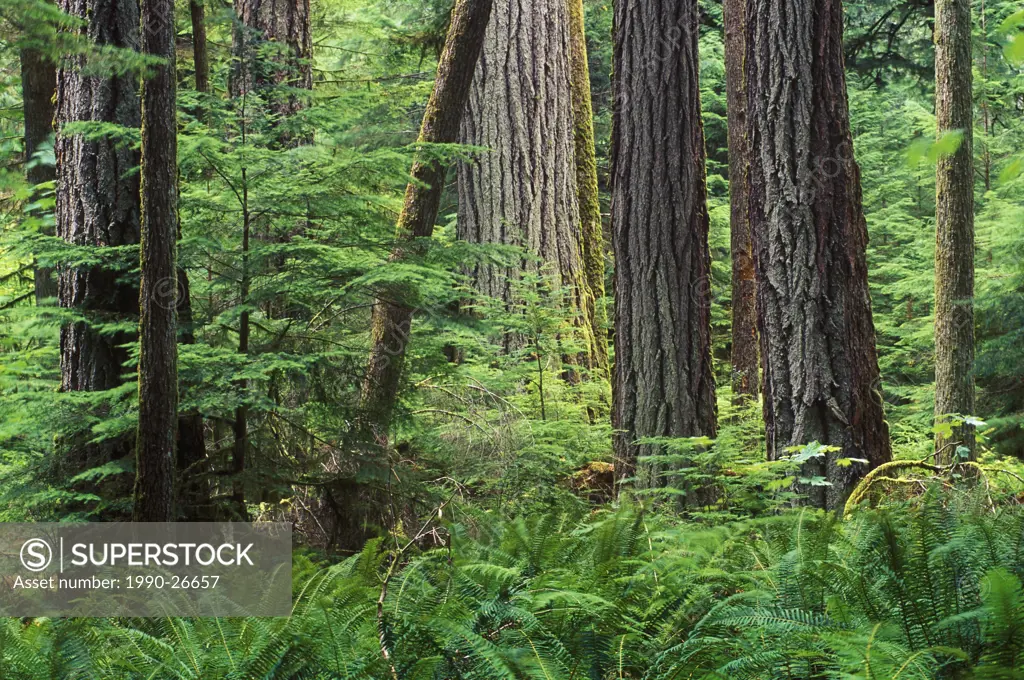 Coastal Rain forest in Pacific Rim National Park, British Columbia, Canada