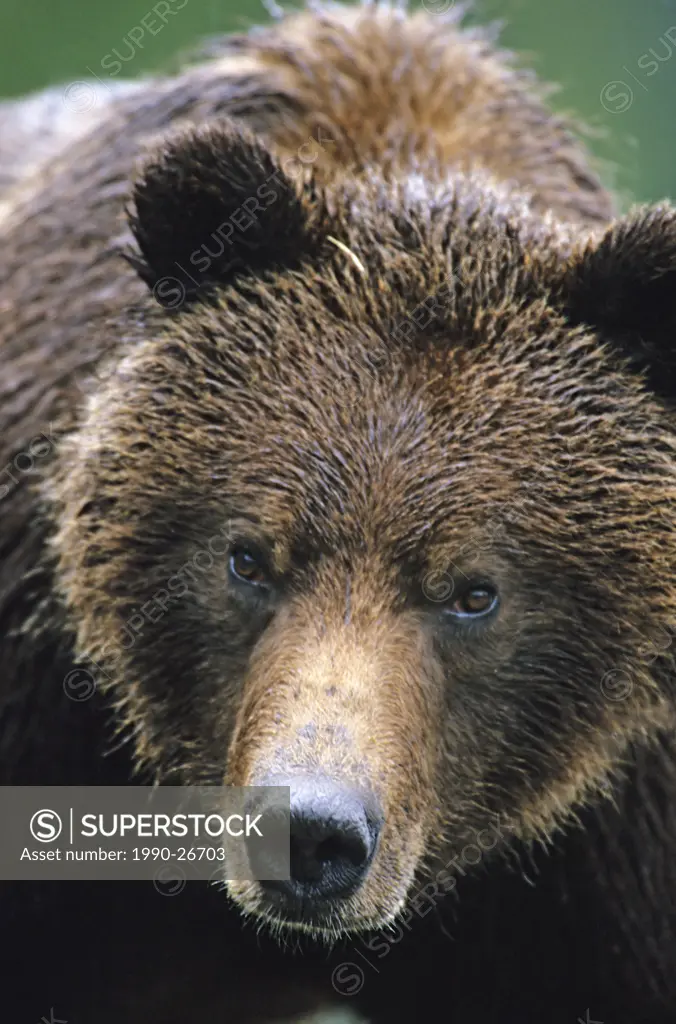 Grizzly bear Ursus arctos, Knight Inlet, British Columbia, Canada