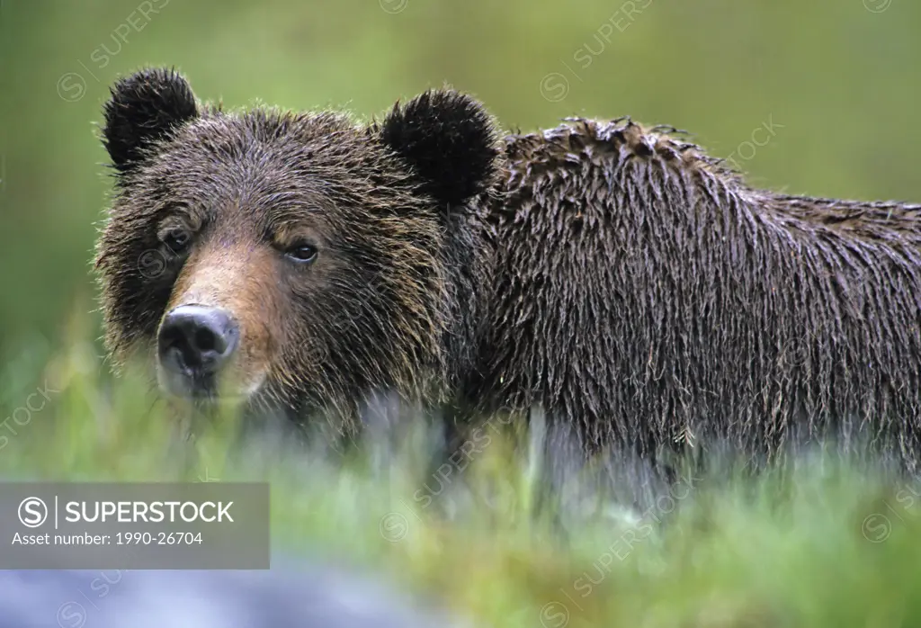 Grizzly bear Ursus arctos in rain, Knight Inlet, British Columbia, Canada