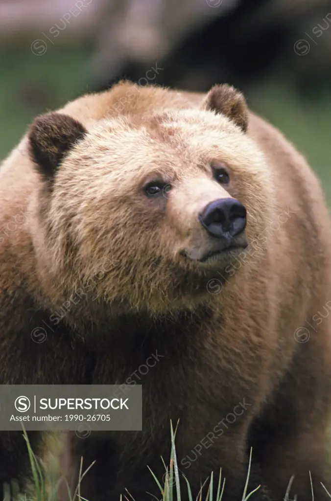 Grizzly bear Ursus arctos, Glendale Cove, Knight Inlet, British Columbia, Canada