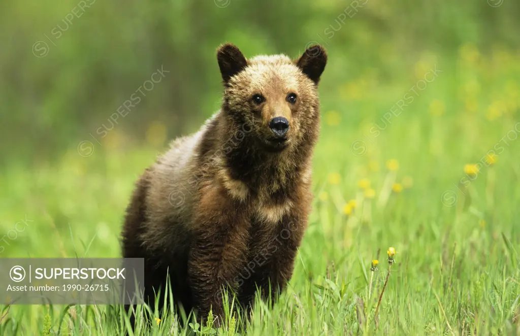 Grizzly cub, BC Rockies, British Columbia, Canada
