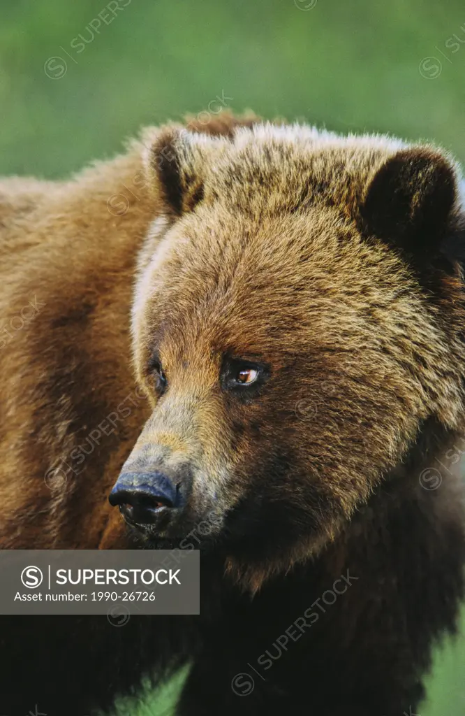 Grizzly bear portrait, British Columbia, Canada