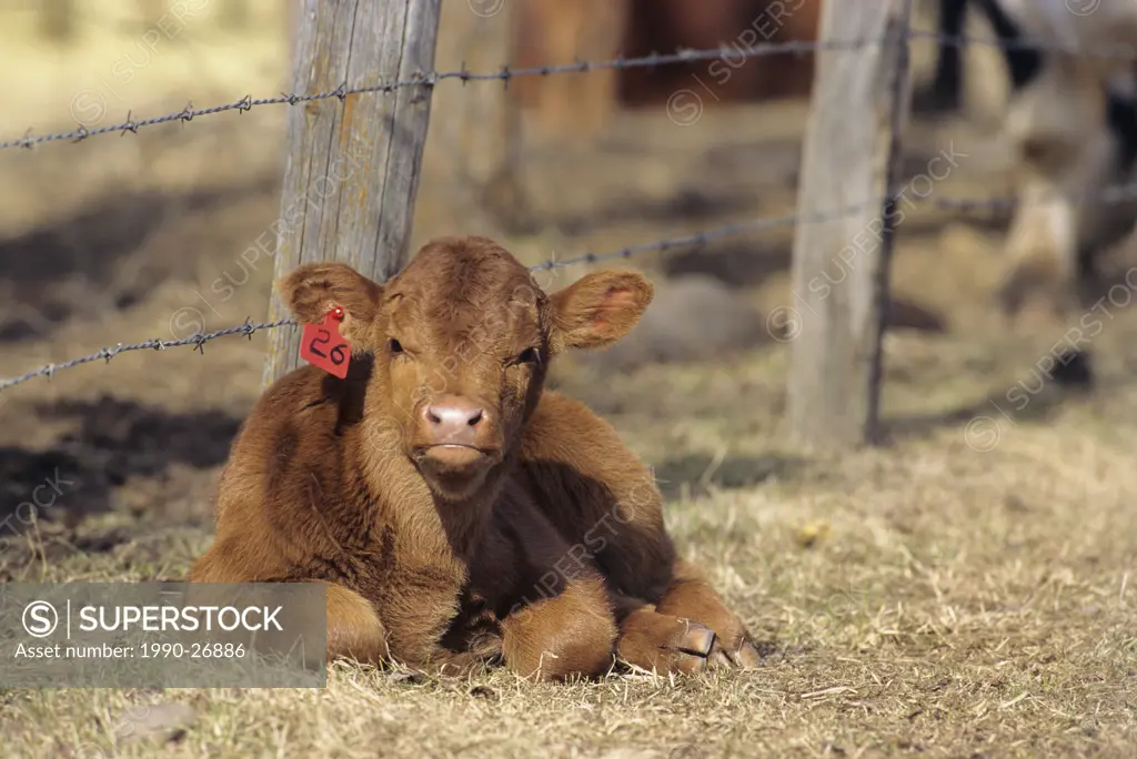 Young calf in springtime, Bulkley Valley, British Columbia, Canada