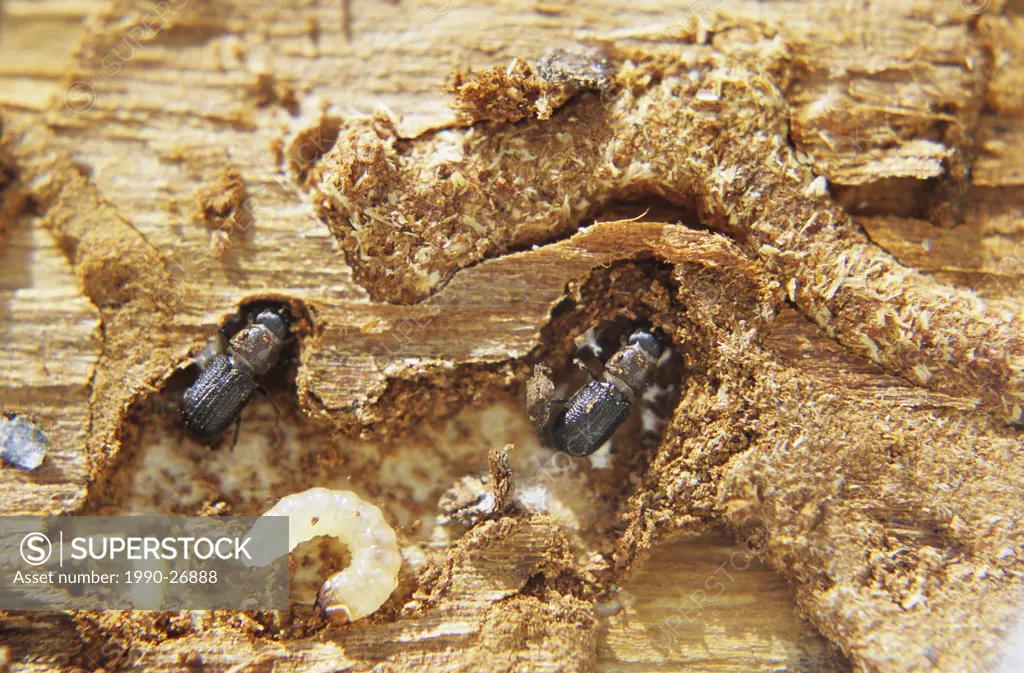 Mountain Pine Beetle larvae and adult in galleries under pine tree bark, Smithers, British Columbia, Canada