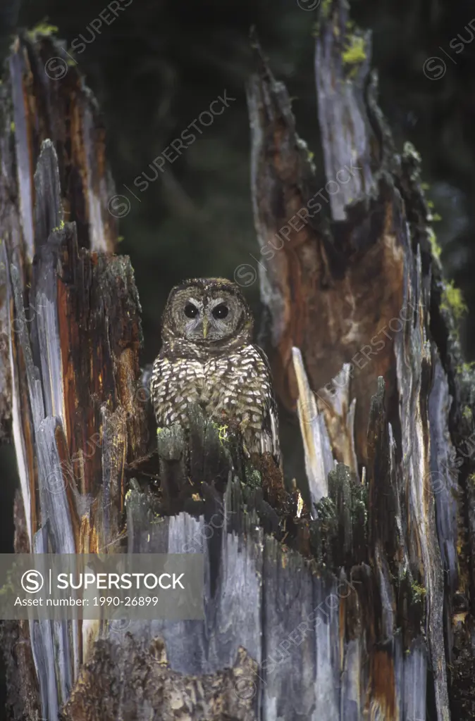 Young Northern Spotted Owl in nestStrix occidentalis caurina, found in the old growth coniferous forests of southern, British Columbia, Canada