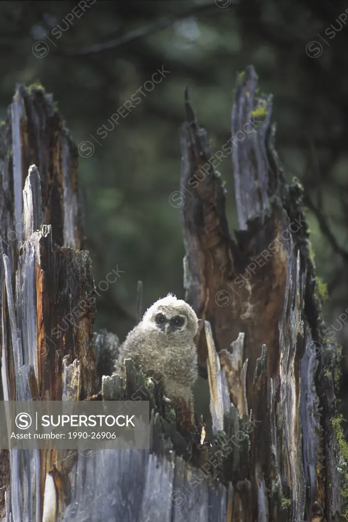 Young Northern Spotted Owl in nestStrix occidentalis caurina, found in the old growth coniferous forests of southern, British Columbia, Canada