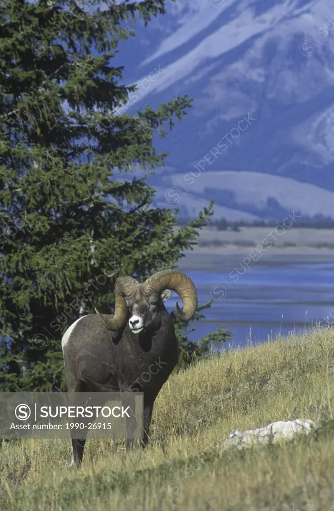 Rocky Mountain Bighorn Sheep are found along many of BC´s mountain ranges, British Columbia, Canada
