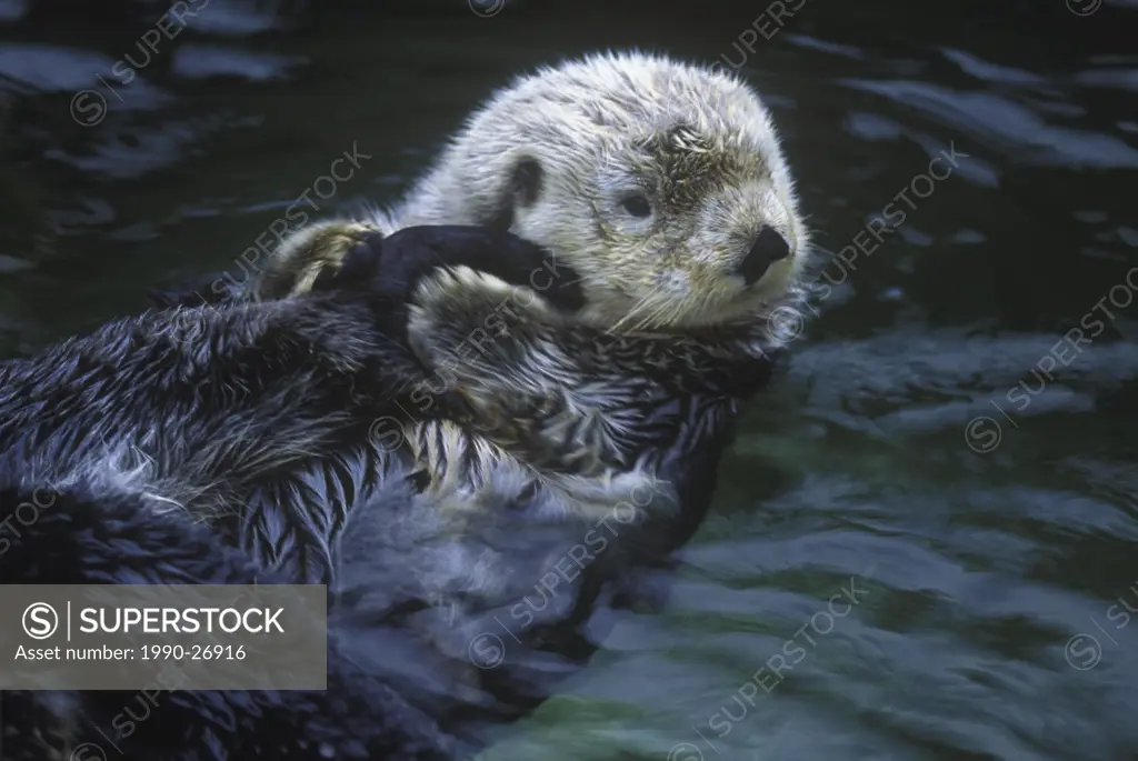 Sea Otters Enhydra lutra are making a slow comeback in BC´s coastal areas, British Columbia, Canada