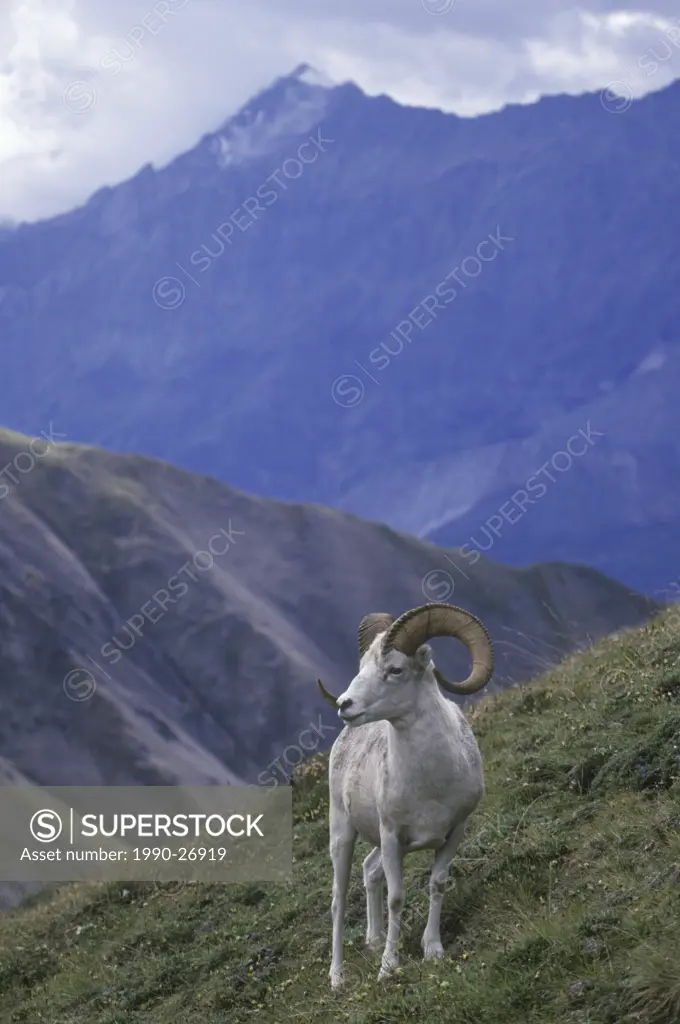 The Thinhorn, or Dall´s Sheep Ovis dalli dalli are found in the steep rugged mountains of northwestern, British Columbia, Canada