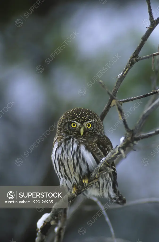 The swarthi subspedies of Northern Pygmy Owl Glaucidium gnoma swarthi occurs on Vancouver Island  The nominate form G g gnoma occurs throughout, Briti...