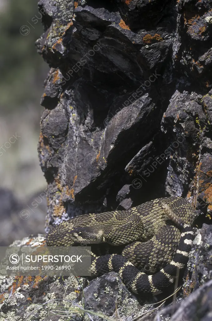 The Western Rattlesnake Crotalus organus is found in the grasslands and desert ecosystems of the Okanagan, Thompson, Nicola and Fraser Valleys, Britis...