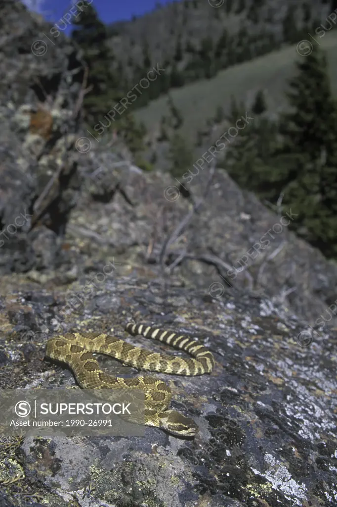 The Western Rattlesnake Crotalus organus is found in the grasslands and desert ecosystems of the Okanagan, Thompson, Nicola and Fraser Valleys, Britis...