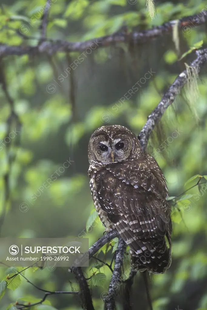 The Northern Spotted Owl Strix occidentalis caurina is found in the old growth coniferous forests of southern, British Columbia, Canada