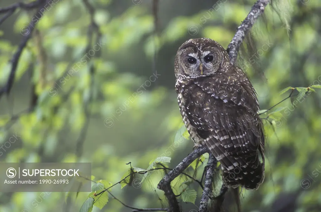 The Northern Spotted Owl Strix occidentalis caurina is found in the old growth coniferous forests of southern, British Columbia, Canada