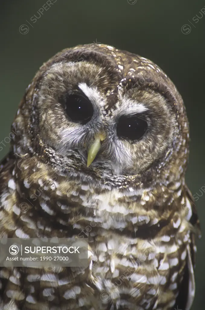 The Northern Spotted Owl Strix occidentalis caurina is found in the old growth coniferous forests of southern, British Columbia, Canada