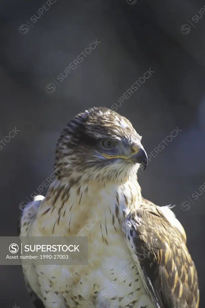 The Ferruginous Hawk Buteo regalis is BC´s rarest raptor, British Columbia, Canada