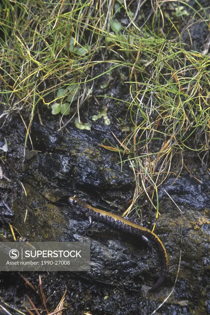 The Couer dAlene salamander Plethodon idahoensis is found in the Kootenay and Columbia river systems of southeast, British Columbia, Canada