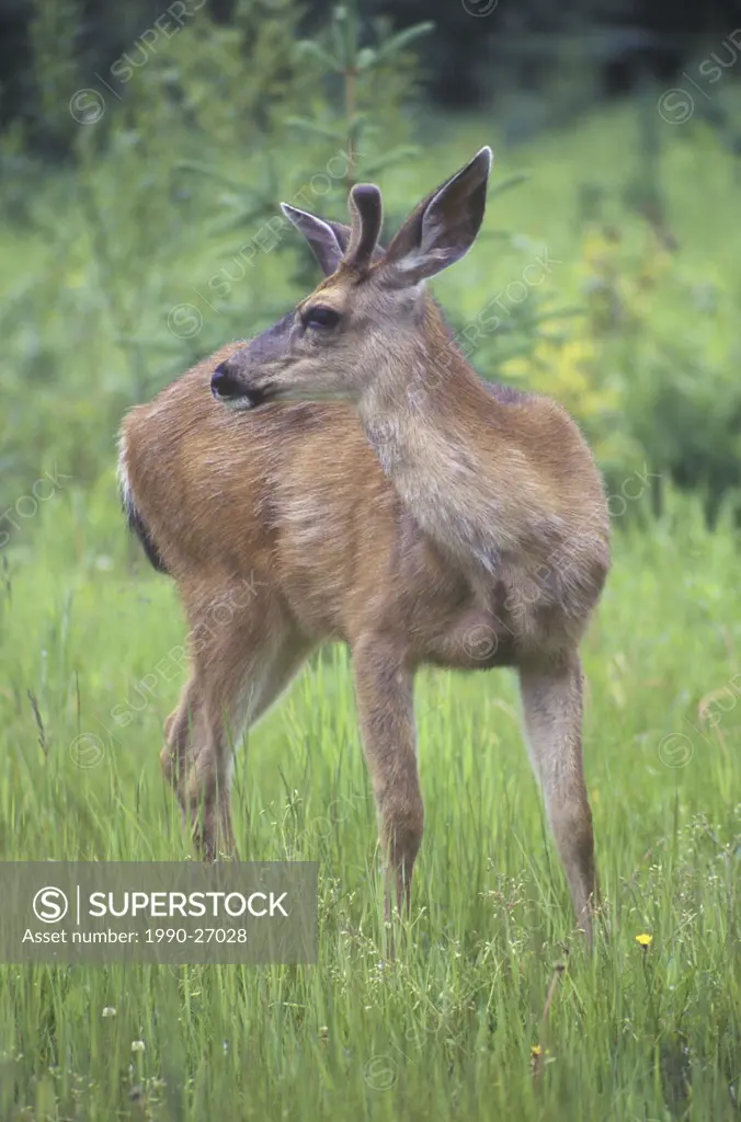 The Mule Deer Odocoileus hemionus hemionus is perhaps the most common ungulate in, British Columbia, Canada
