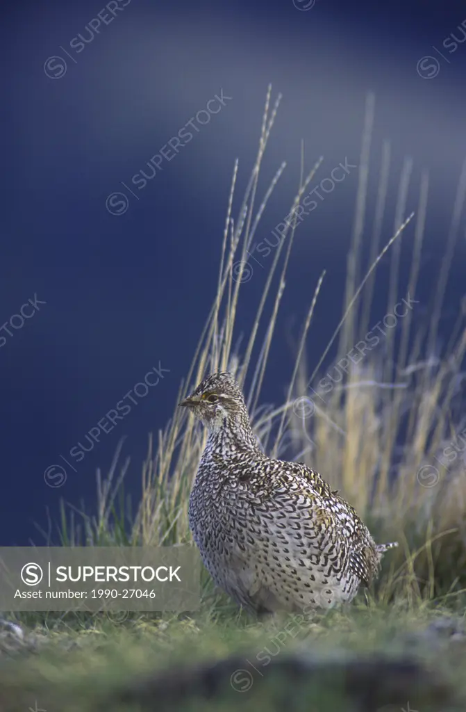 Sharp tailed grouse Tympanuchus phasianellus columbianus return to the leks in the grasslands near Kamloops each spring to perform their mating dance ...