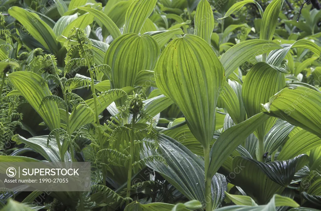 Indian Hellebore Veratrum viride is one of BCs most toxic plants  This beautiful plant occurs within poorly drained sites throughout, British Columbi...