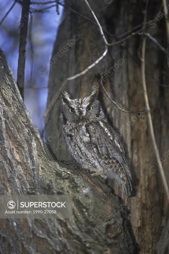 The rare macfarlanei subspecies of Western-screech Owl Megascops kennicottii macfarlanei occures in the grassland habitats of BC´s southern interior r...