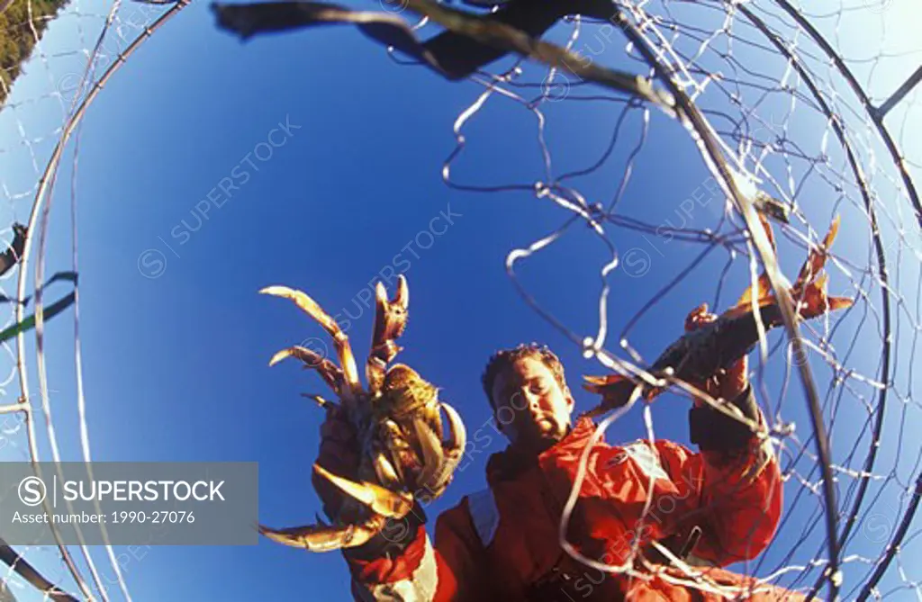 Crabfisherman checking his commercial crab trap near Tofino, Vancouver Island, British Columbia, Canada