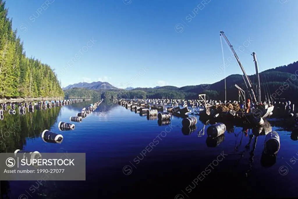 Oyster farming in Lemmens Inlet near Tofino, Vancouver Island, British Columbia, Canada
