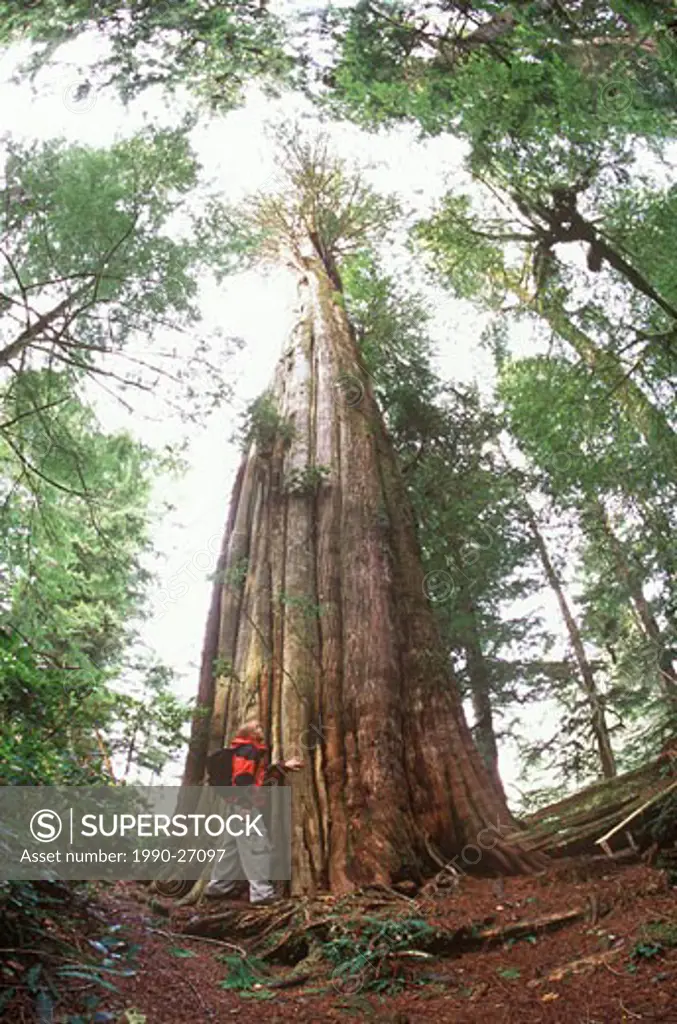 A man takes in a Giant Red Cedar on Big Tree Trail near Tofino, Clayoquot Sound, Vancouver Island, British Columbia, Canada