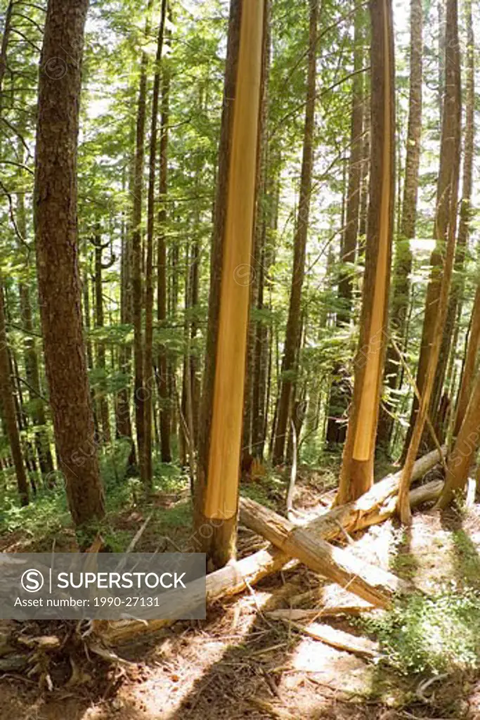 CMT, culturally modified trees on Mearse Island near Tofino, Vancouver Island, British Columbia, Canada