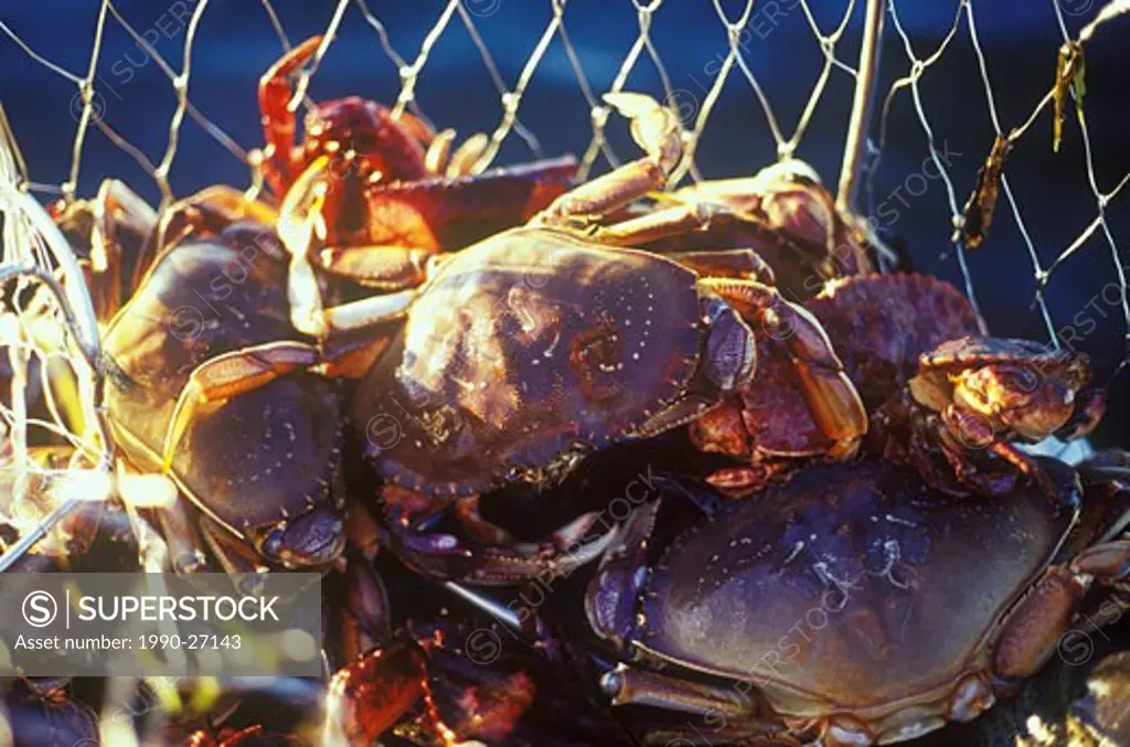 Crabs in basket, Vancouver Island, British Columbia, Canada
