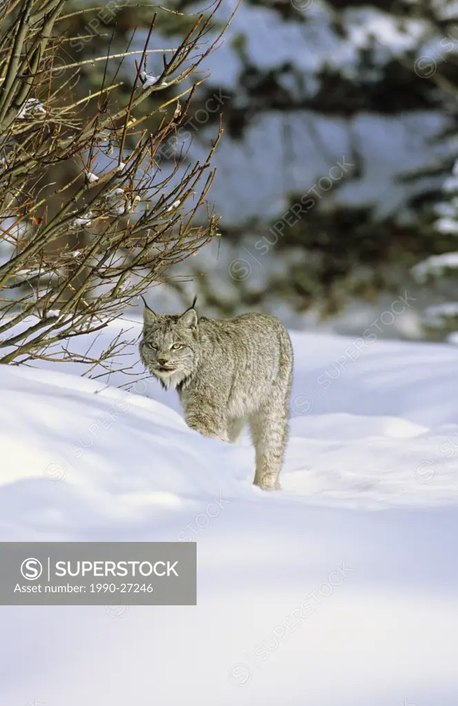 Wild lynx in snow, British Columbia, Canada