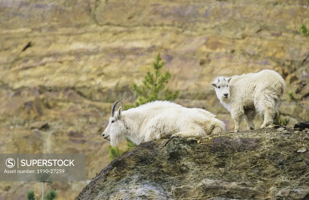 Mountain goat nanny and kid on rock face, British Columbia, Canada
