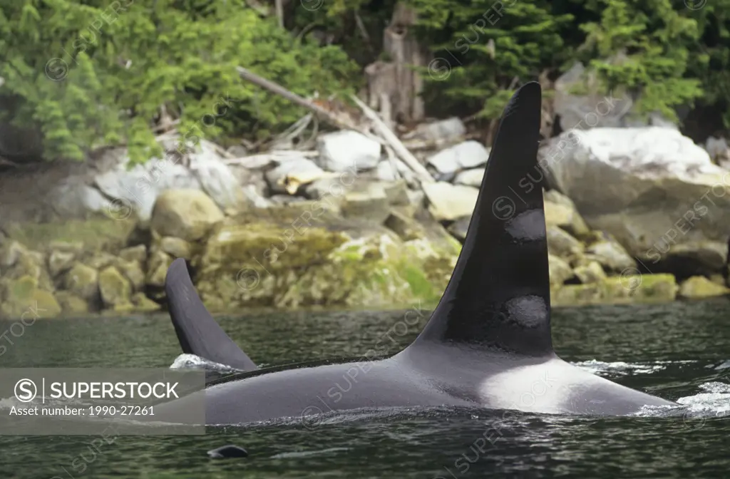 Killer whale, Orcinus orca  Johnstone strait, British Columbia, Canada