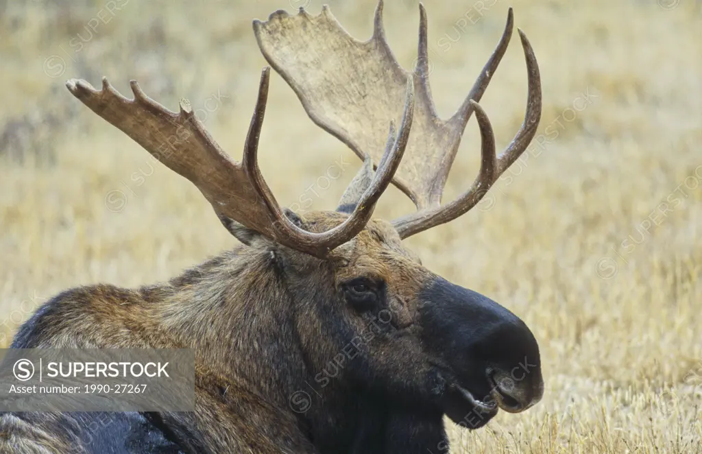 Bull Moose portrait, British Columbia, Canada