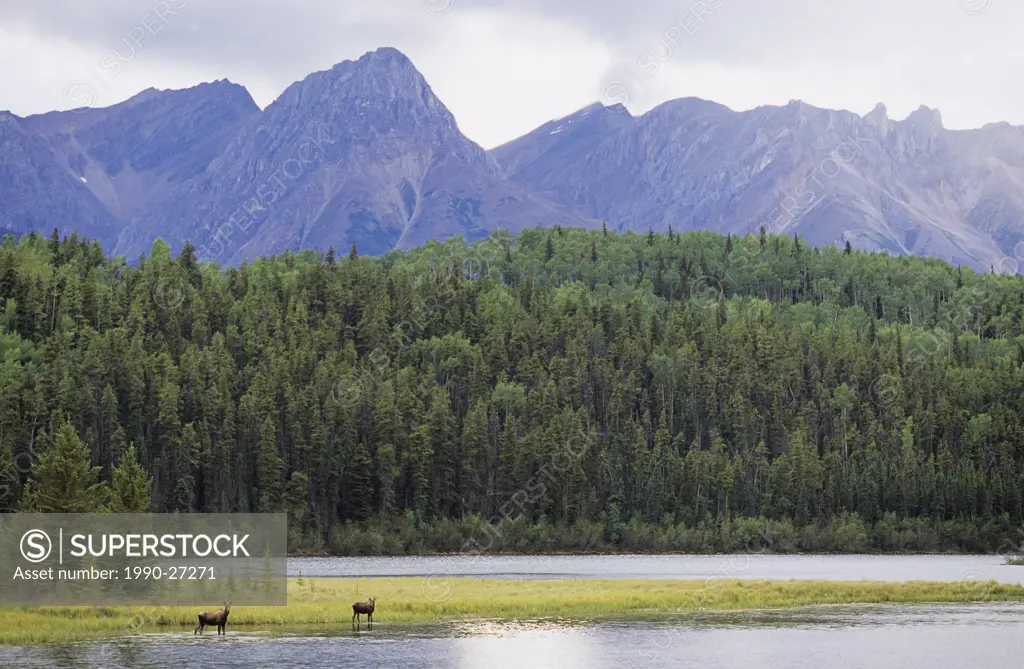 Cow and calf moose foraging in Mayfair Lakes, Muskwa-Kechika wilderness, northern Rockies, British Columbia, Canada