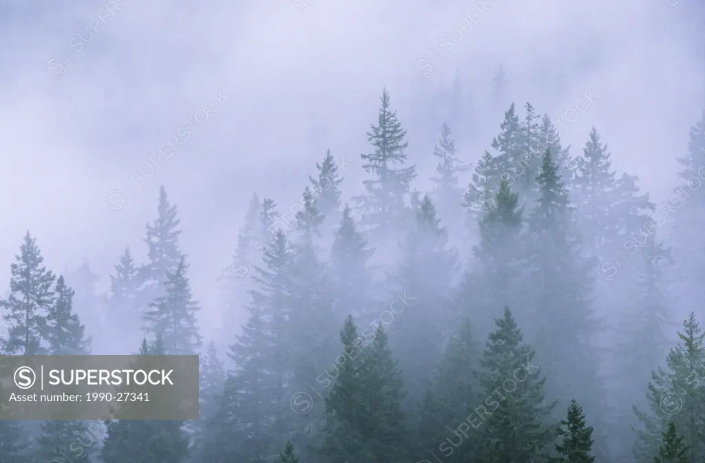 Foggy forest, near Hope, British Columbia, Canada