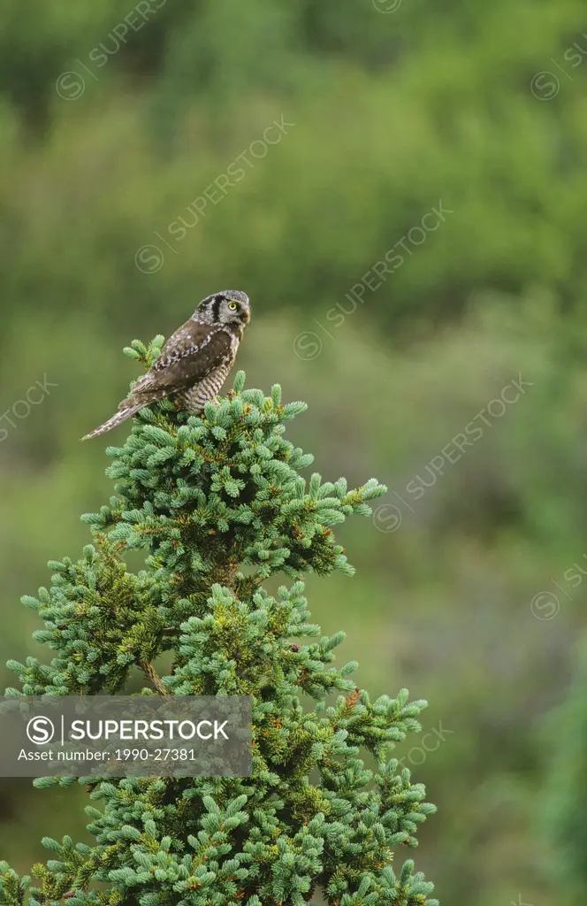 Northern hawk-owl, northern British Columbia, Canada