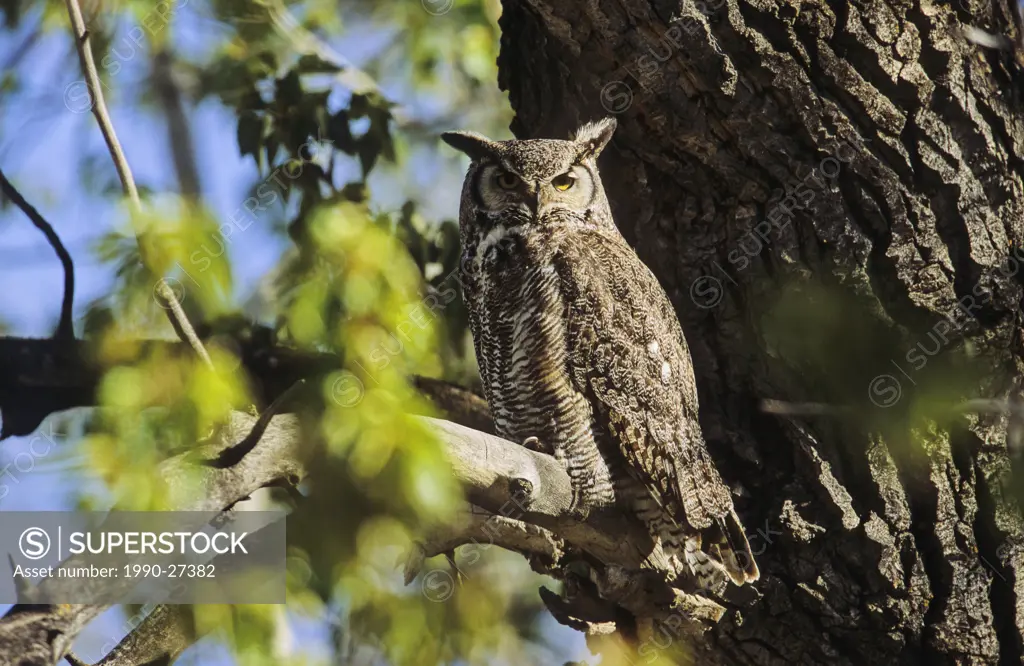 Great horned owl, British Columbia, Canada