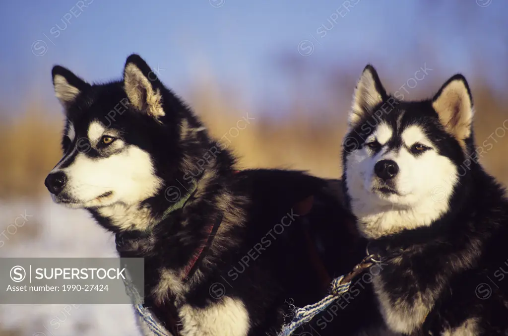 Sled dogs, Smithers, British Columbia, Canada