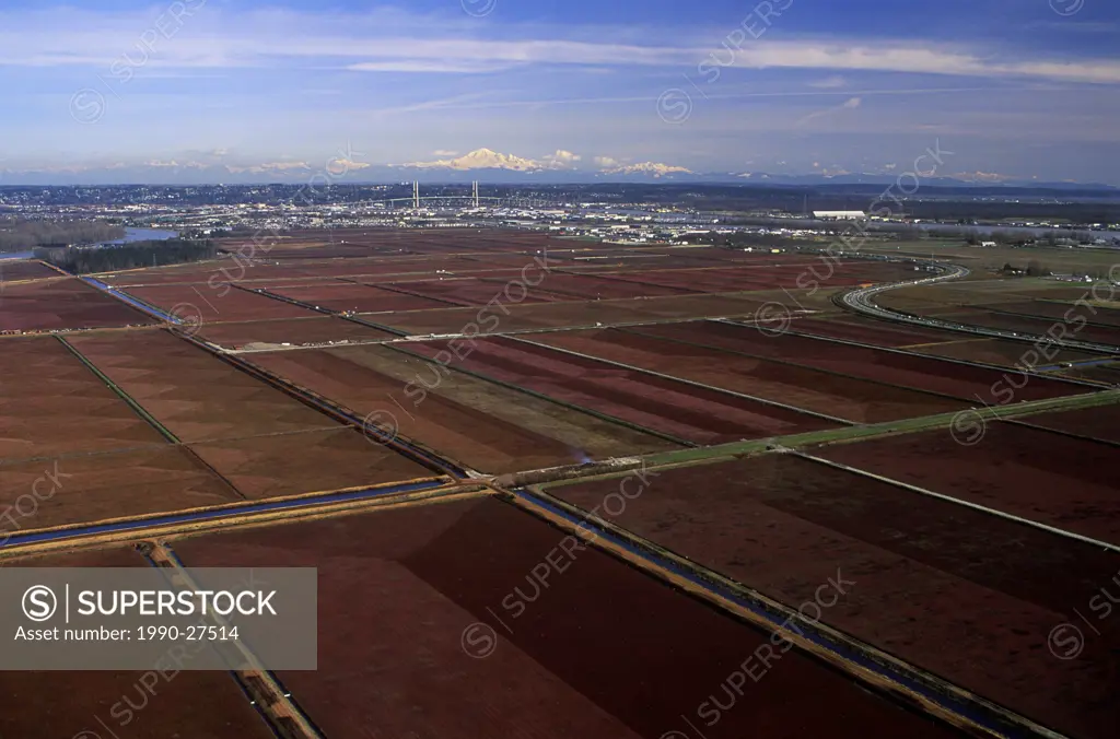 Aerial of Cranberry farms in the Fraser Valley, British Columbia, Canada