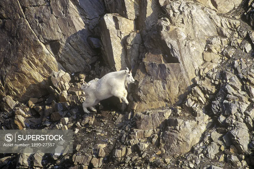 Aerial of a Mountain Goat in the British Columbia Rockies, British Columbia, Canada