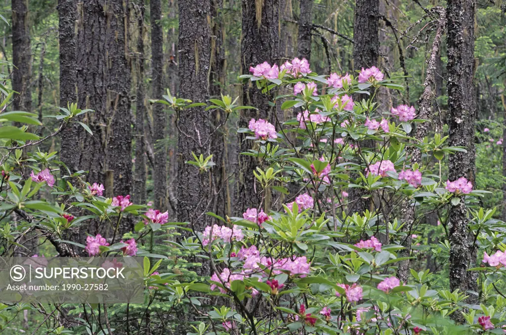 Pacific Rhododendrons R  macrophyllum bloom each June at Manning Provincial Park, Southwestern British Columbia, Canada