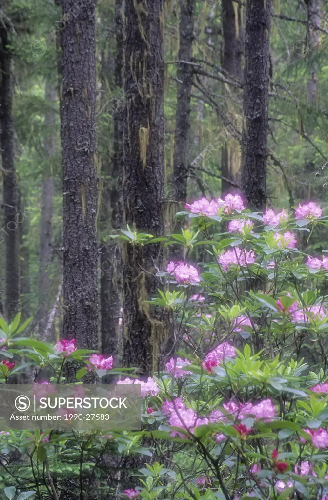 Pacific Rhododendrons R  macrophyllum bloom each June at Manning Provincial Park, Southwestern British Columbia, Canada